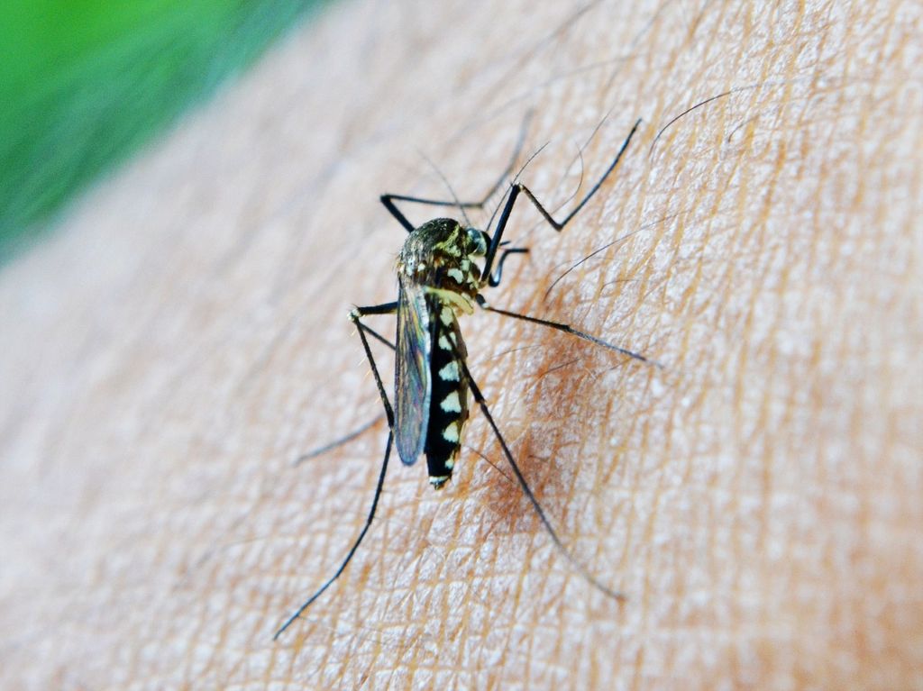 Sanidad confirma dos casos leves de fiebre del Nilo occidental en humanos en La Puebla del Río 