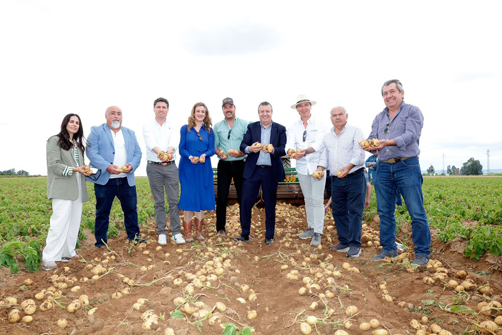 Últimos detalles para perfilar la edición 2025 de la Fiesta de la Patata Nueva en La Rinconada